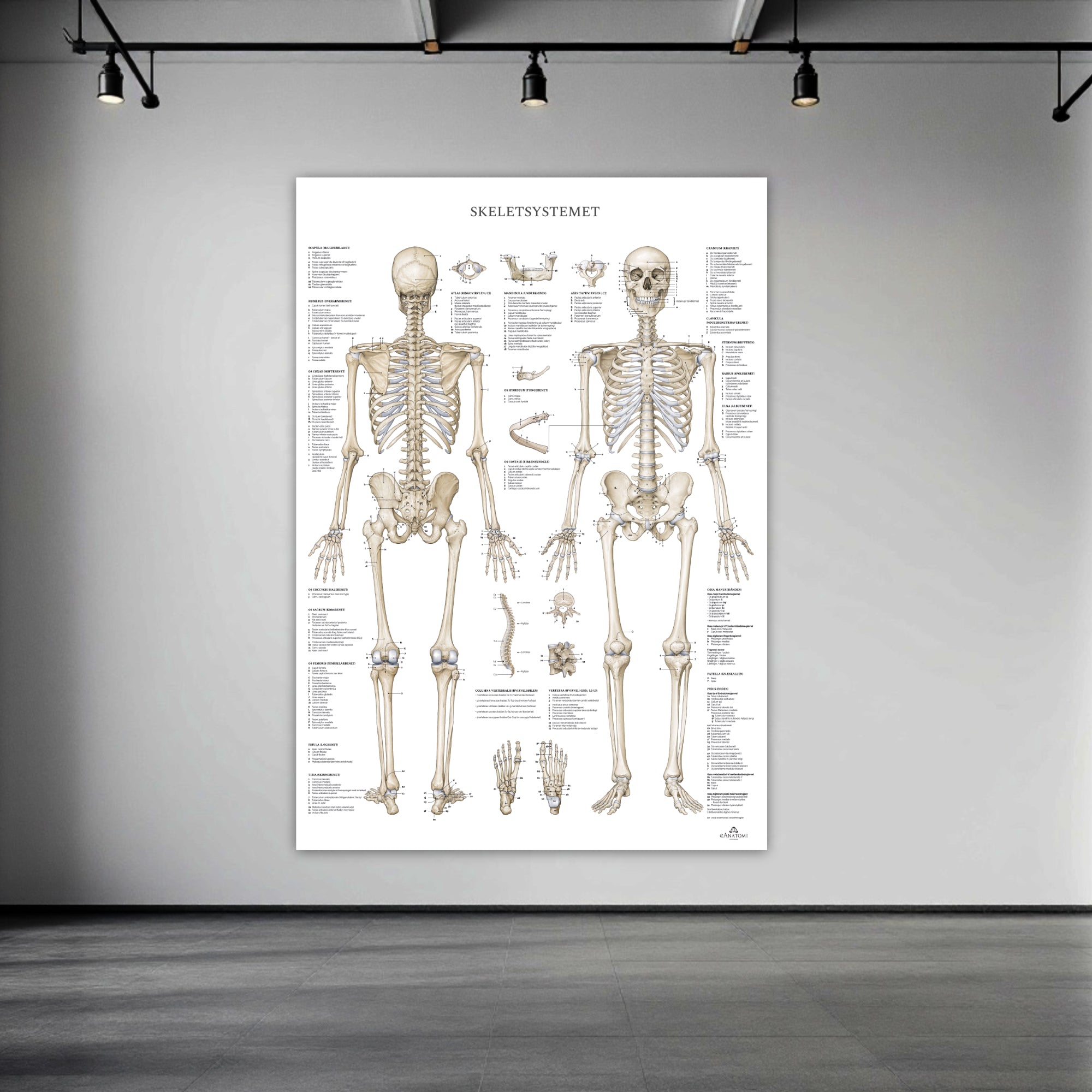 The skeletal system with nomenclature in large format