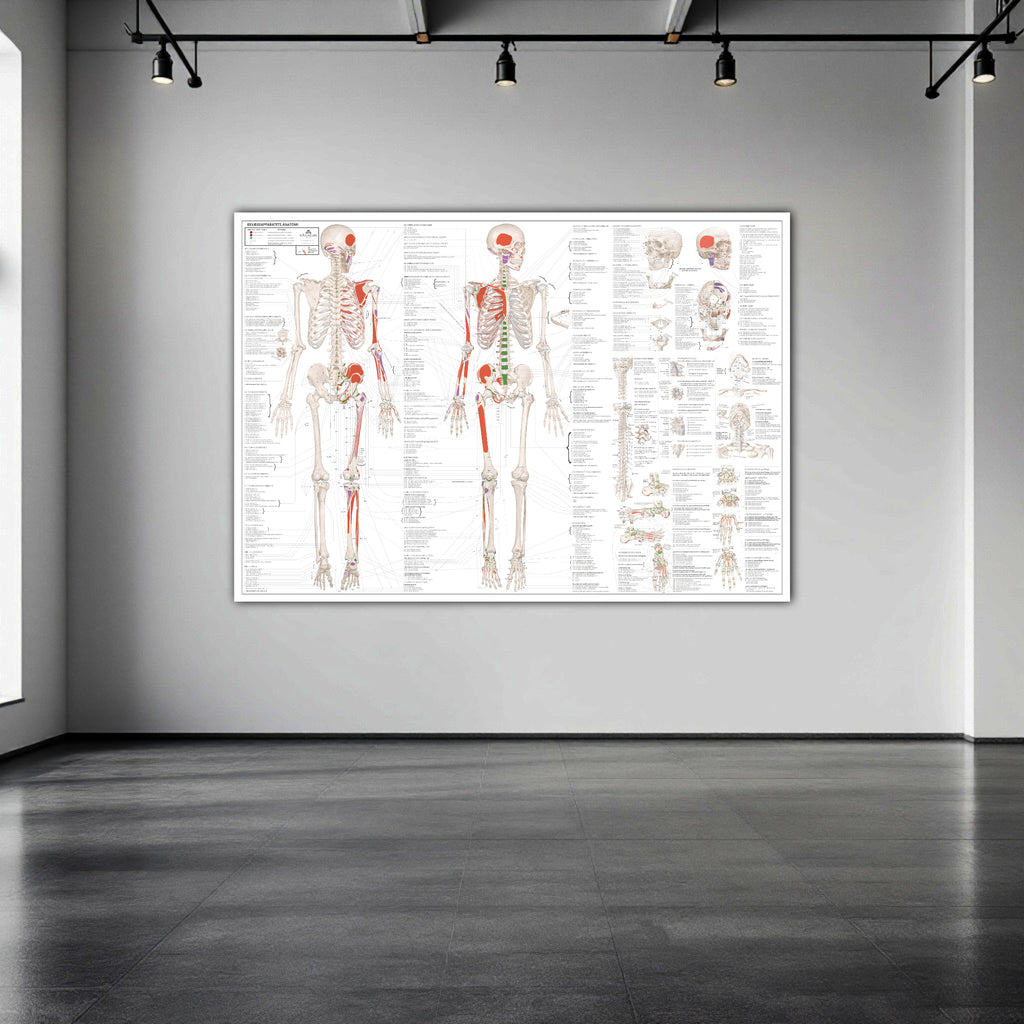 Anatomy of the musculoskeletal system with nomenclature in large format