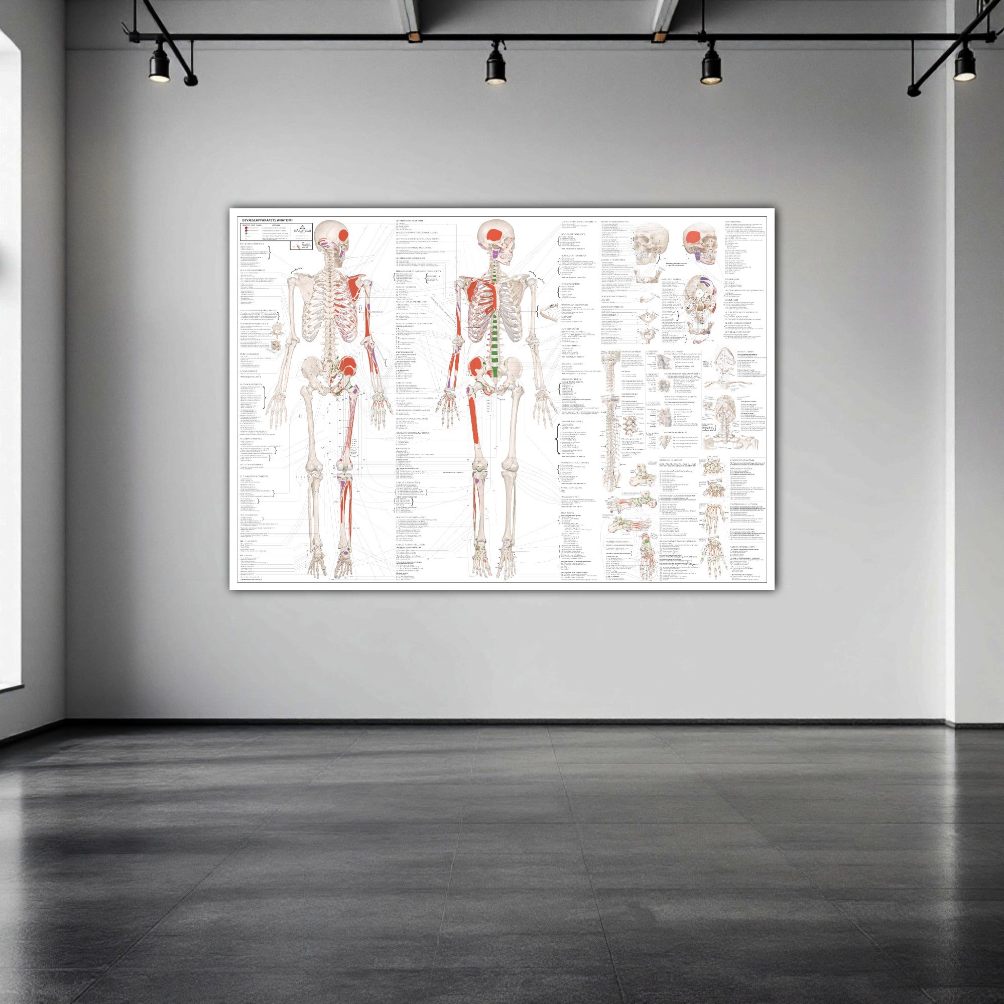 Anatomy of the musculoskeletal system with nomenclature in large format