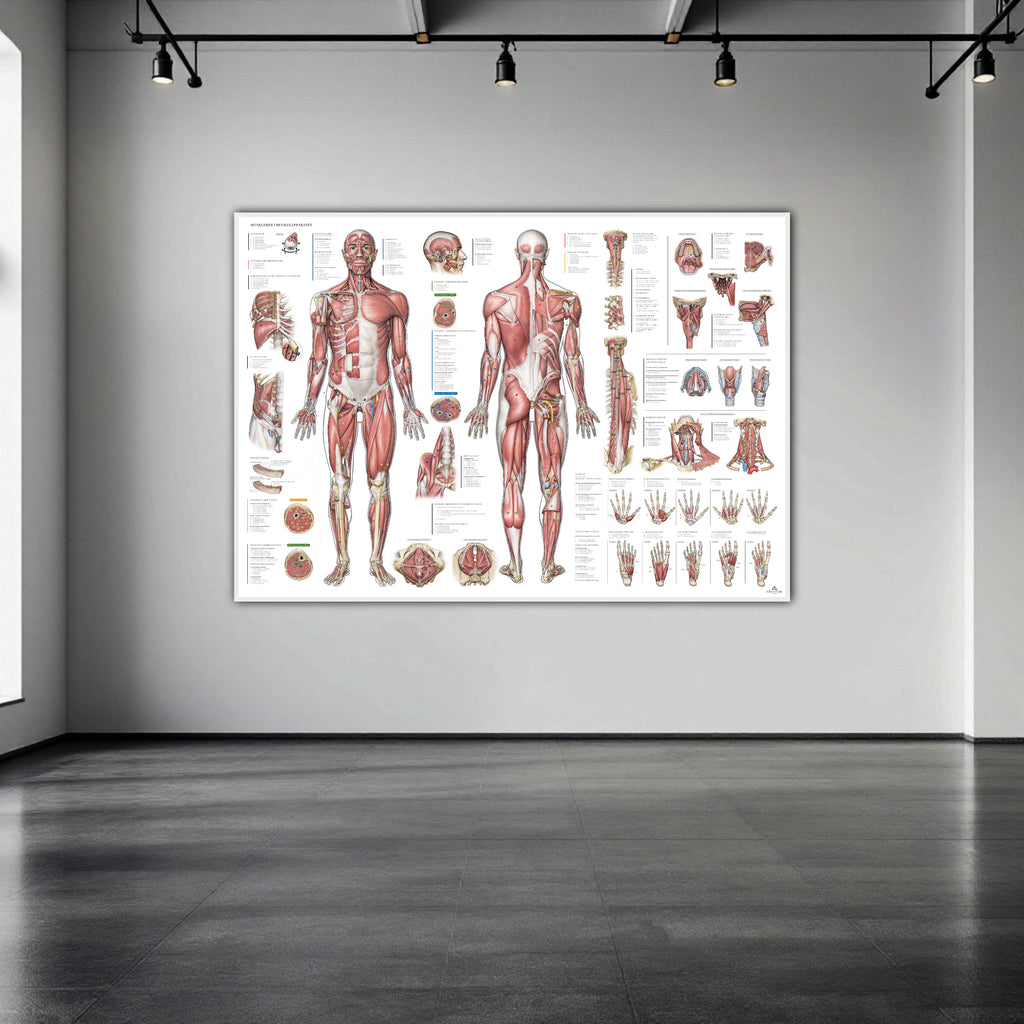 The muscular system with all muscle groups with nomenclature in large format