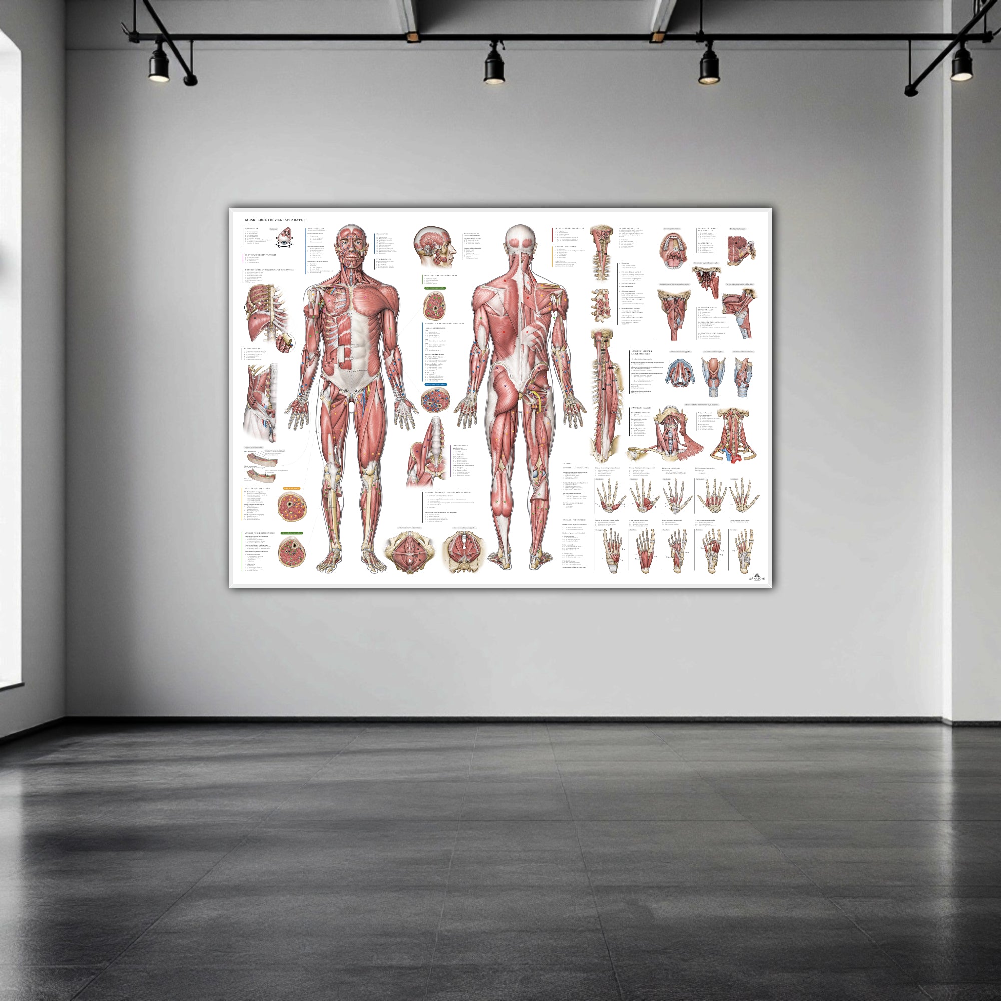 The muscular system with all muscle groups with nomenclature in large format