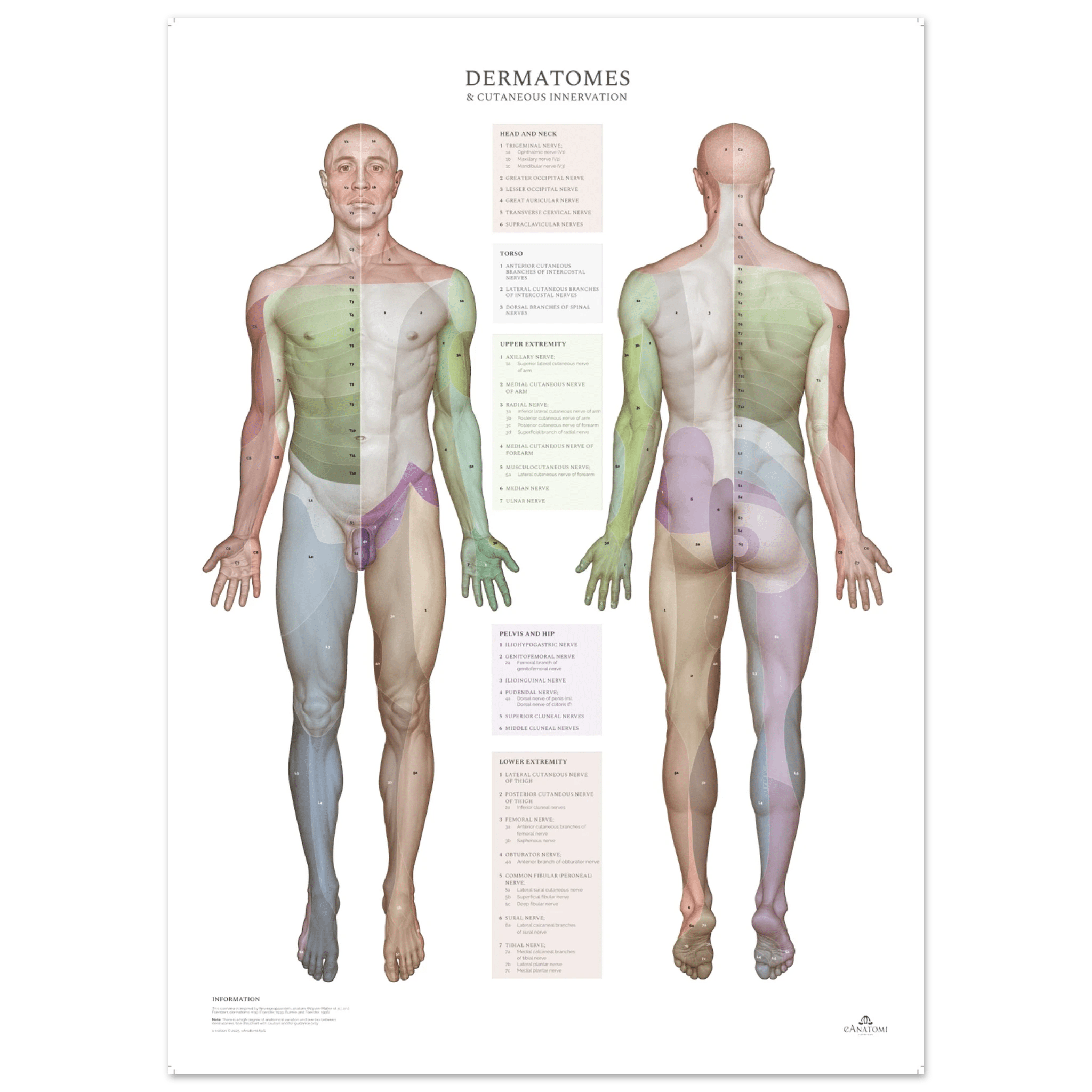 Plakat om dermatomer og kutane innervationsområder - eAnatomi
