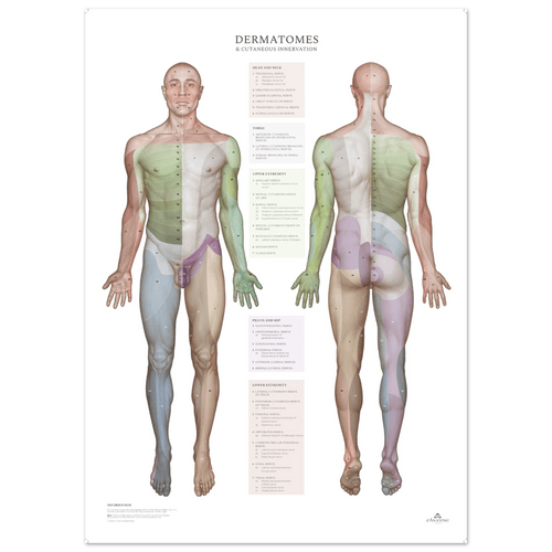 Plakat om dermatomer og kutane innervationsområder - eAnatomi