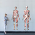 Anatomical figures in contour-cut aluminum