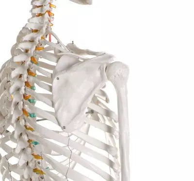 Skelet m. fleksible led og nerver, anatomisk model på 178 cm