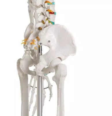 Skelet m. fleksible led og nerver, anatomisk model på 178 cm