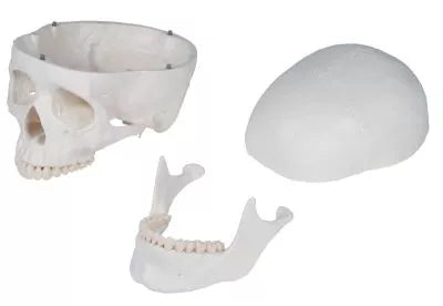 Skelet m. fleksible led og nerver, anatomisk model på 178 cm