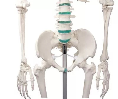 Skelet m. fleksible led og nerver, anatomisk model på 178 cm