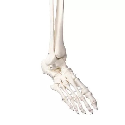 Skelet m. fleksible led og nerver, anatomisk model på 178 cm