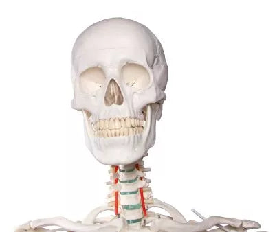 Skelet m. fleksible led og nerver, anatomisk model på 178 cm