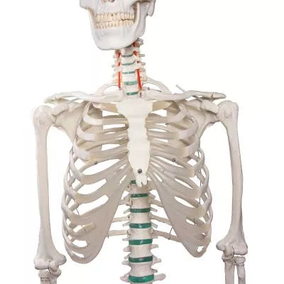 Skelet m. fleksible led og nerver, anatomisk model på 178 cm