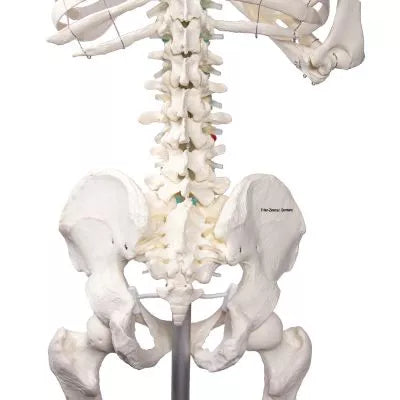 Skelet m. fleksible led og nerver, anatomisk model på 178 cm