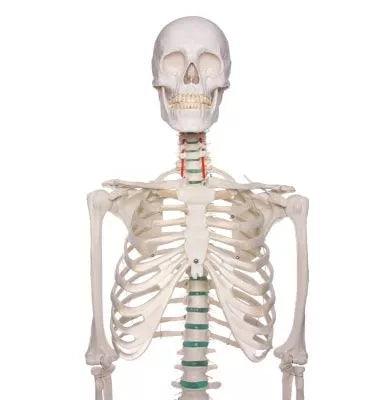 Skelet m. fleksible led og nerver, anatomisk model på 178 cm