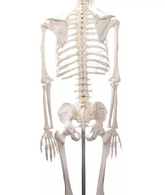Skelet m. fleksible led og nerver, anatomisk model på 178 cm