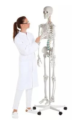 Skelet m. fleksible led og nerver, anatomisk model på 178 cm