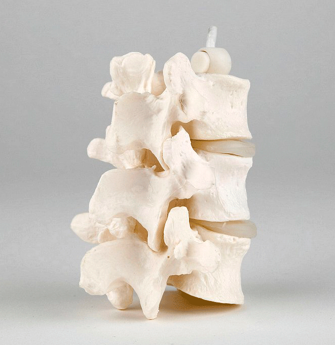 Extremt flexibel och enkel modell av 3 ländkotor (L3-4-5)