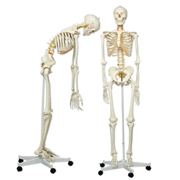 Flexible skeleton w. spinal nerves, 177 cm