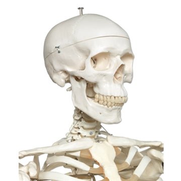 Robust skelet, 177 cm - eAnatomi
