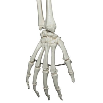 Robust skelet, 177 cm - eAnatomi