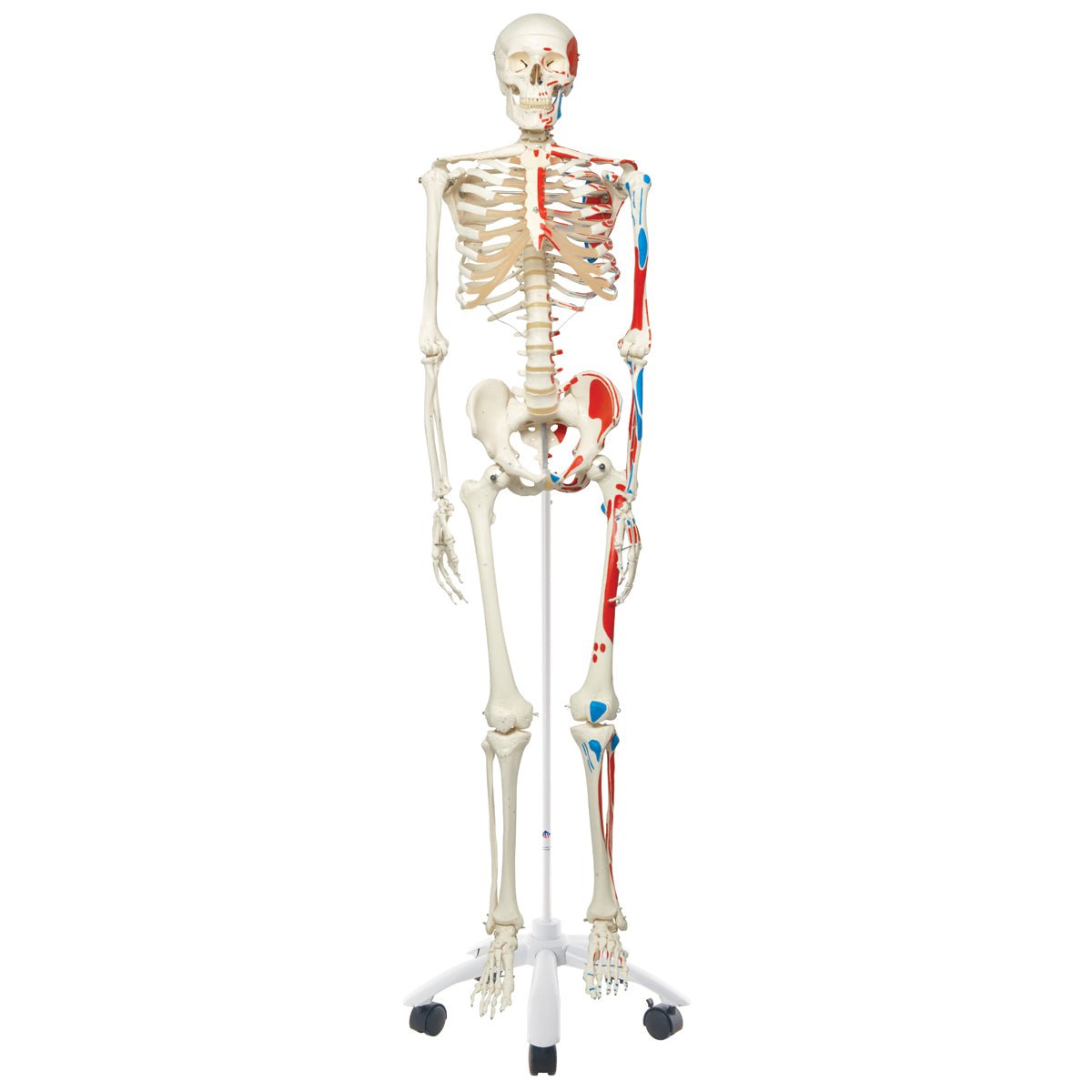 Standard skelet m. muskelangivelser, 177 cm - eAnatomi