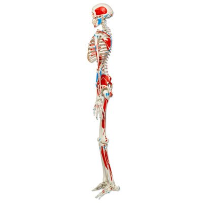 Standard skelet m. muskelangivelser, 177 cm - eAnatomi