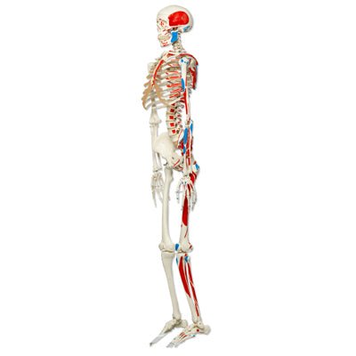 Standard skelet m. muskelangivelser, 177 cm - eAnatomi