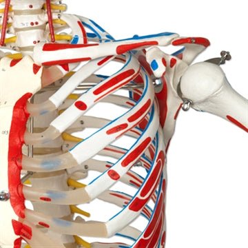 Avanceret skelet, 177 cm - eAnatomi