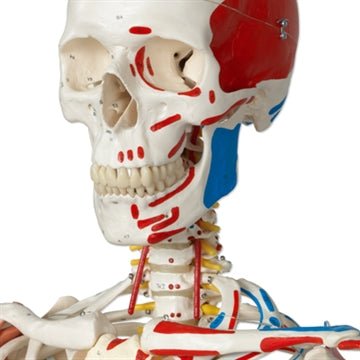 Avanceret skelet, 177 cm - eAnatomi