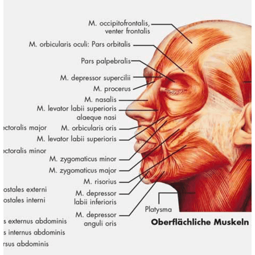 Komplet plakatsæt med skelettet, muskler, kar og nerver på latin - eAnatomi