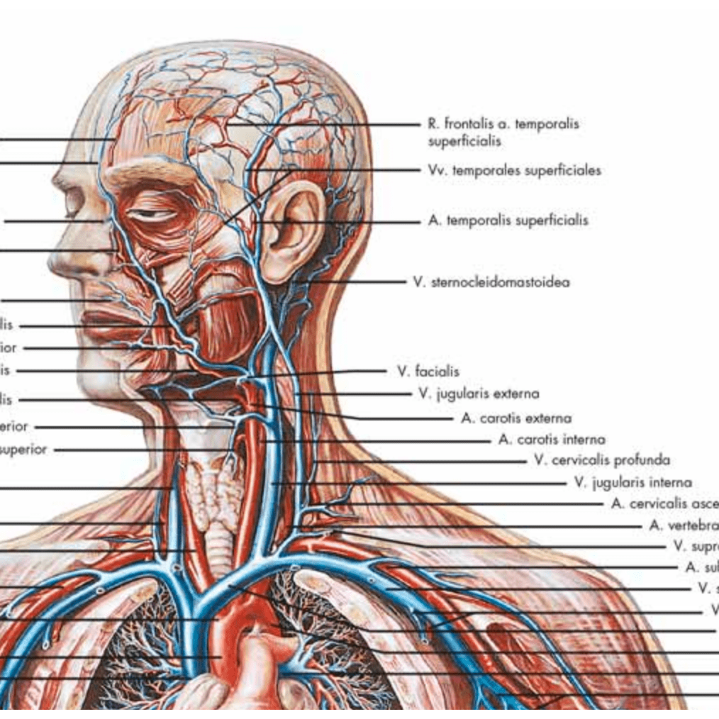 Komplet plakatsæt med skelettet, muskler, kar og nerver på latin - eAnatomi