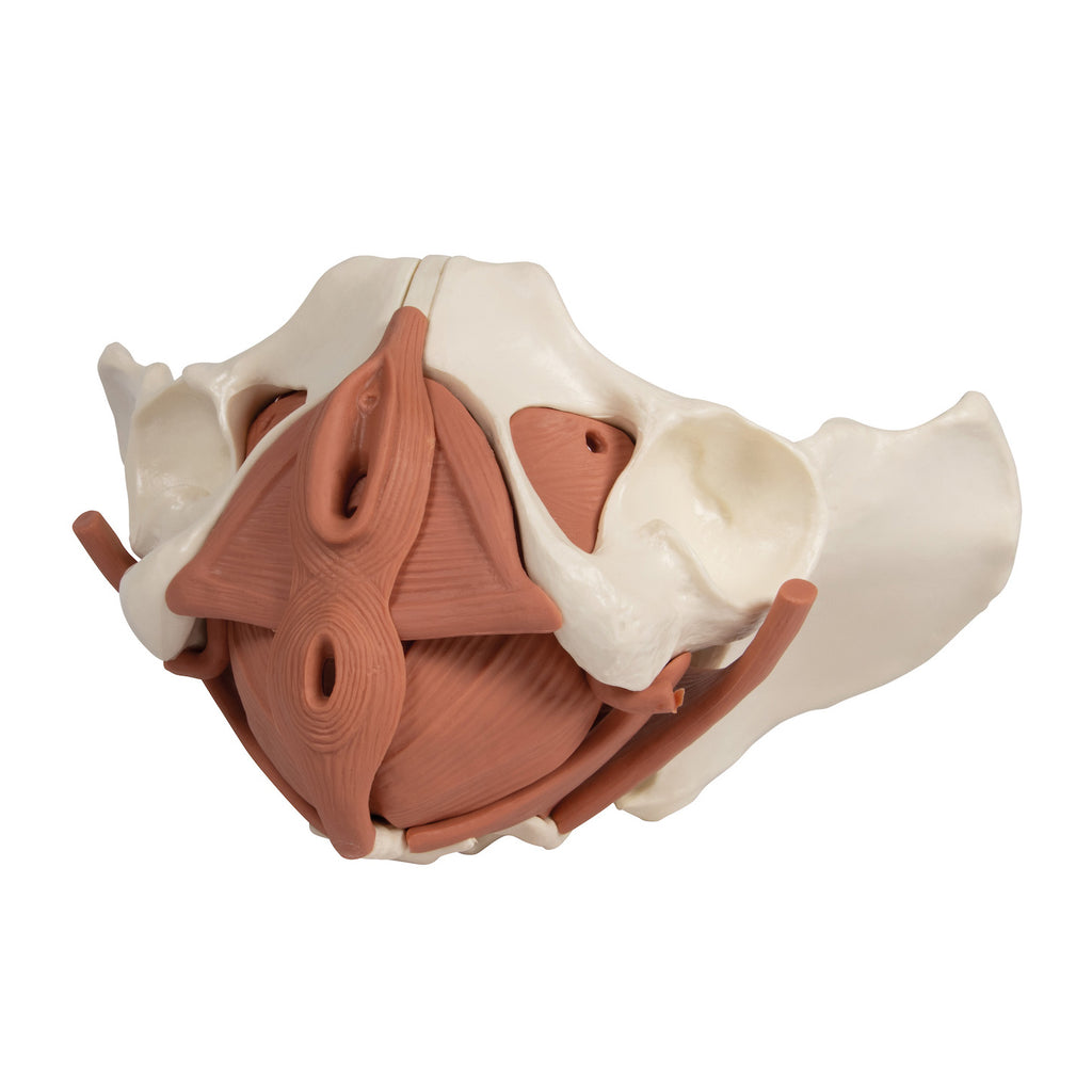 Model of the female pelvic floor in 12 parts