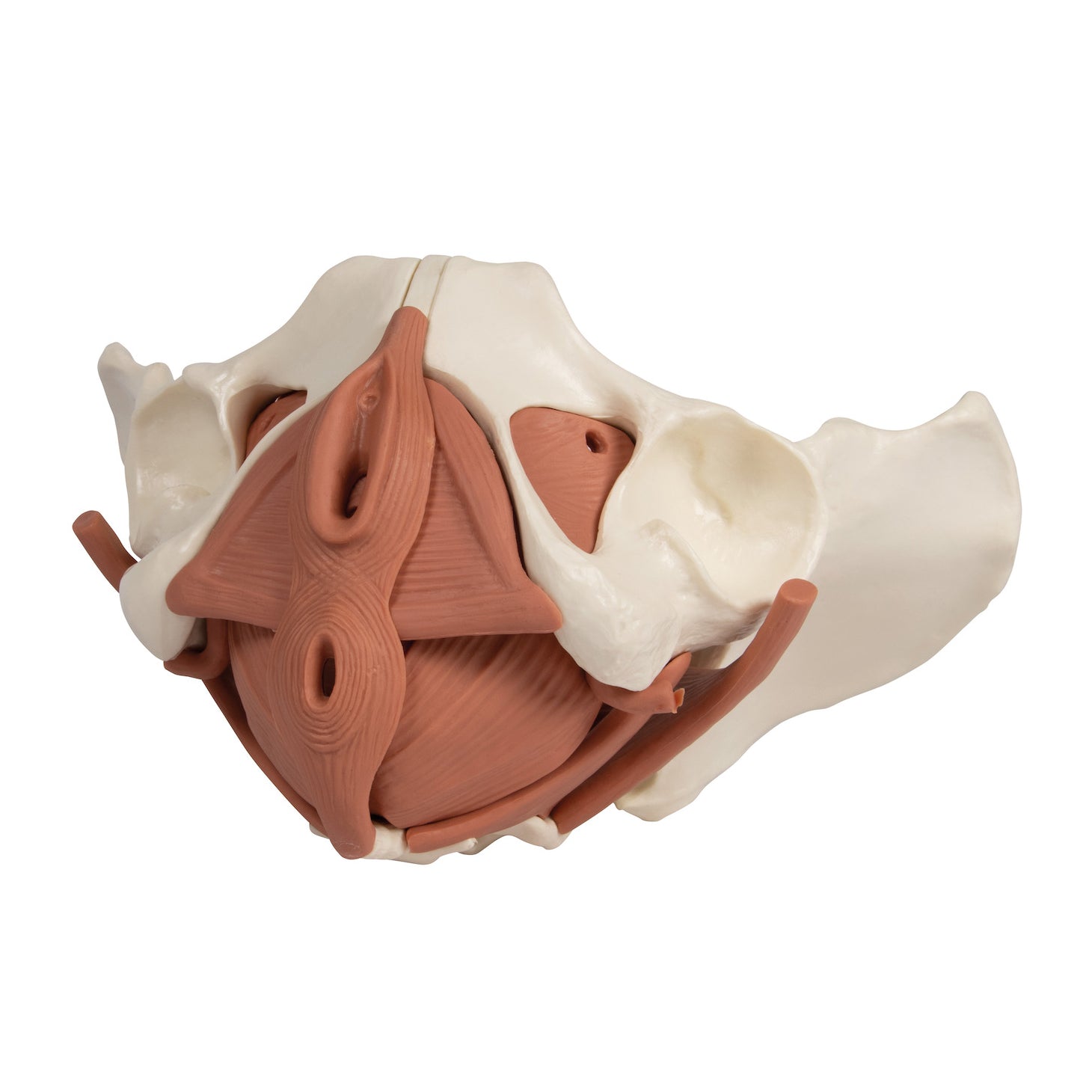 Model of the female pelvic floor in 12 parts