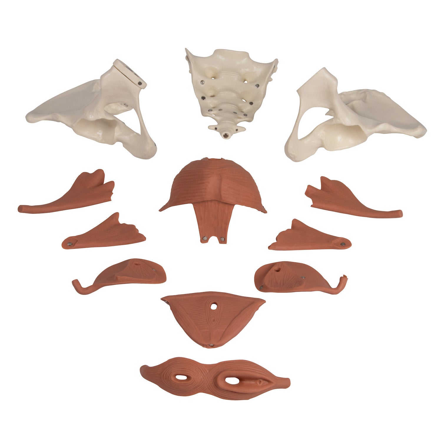 Model of the female pelvic floor in 12 parts