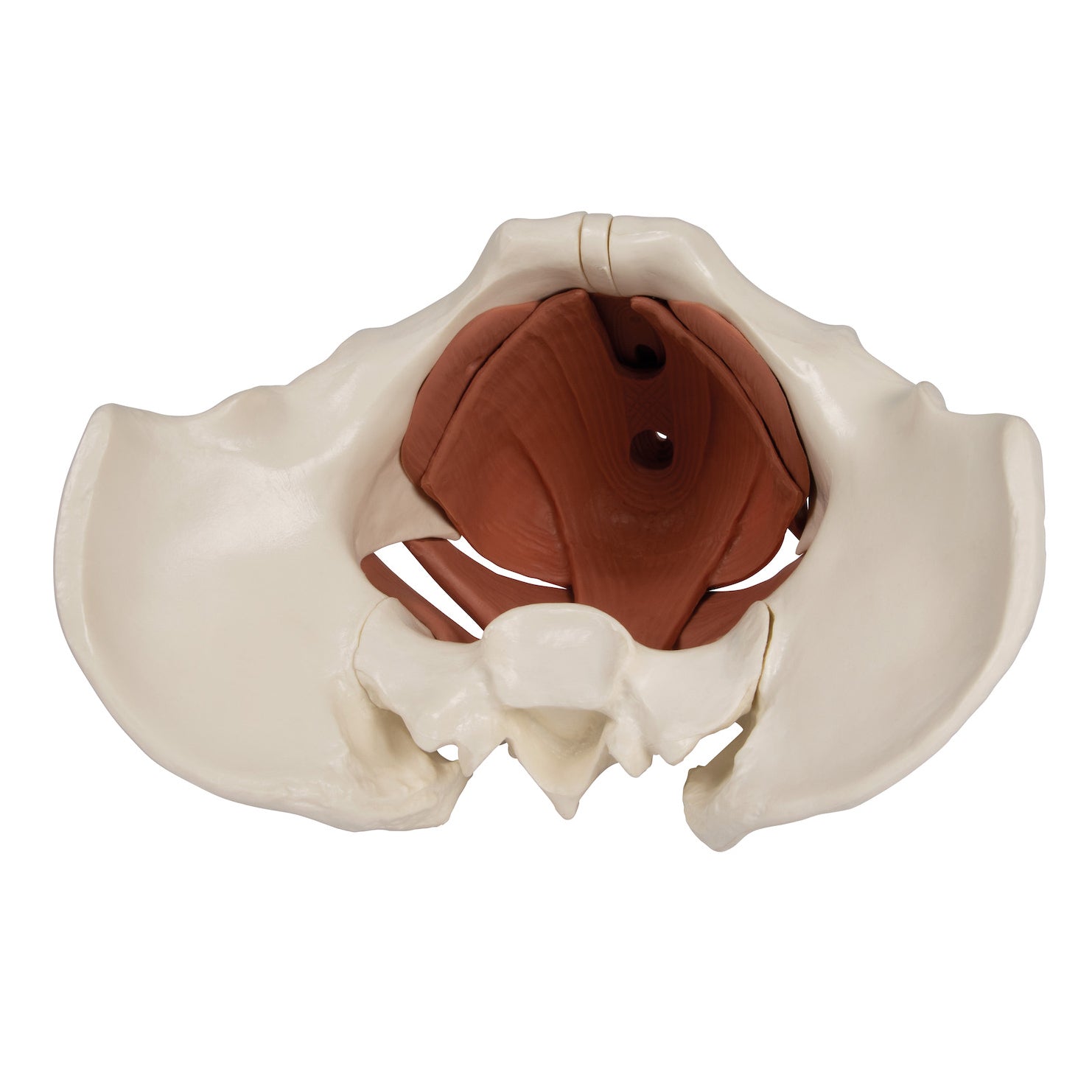 Model of the female pelvic floor in 12 parts