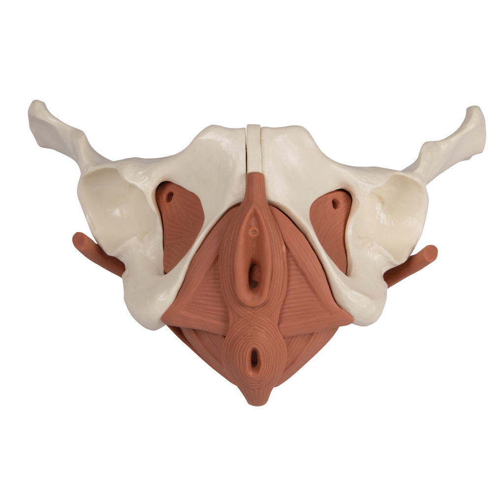 Model of the female pelvic floor in 12 parts