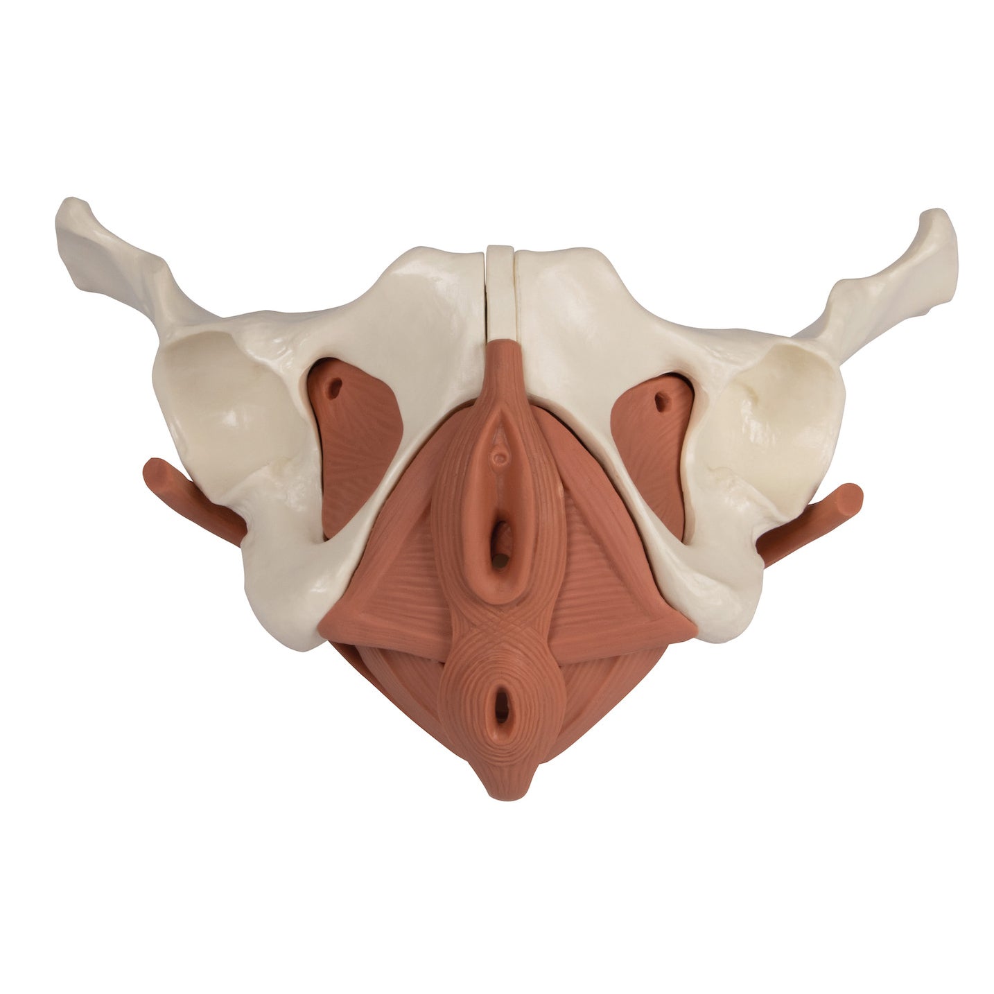 Model of the female pelvic floor in 12 parts