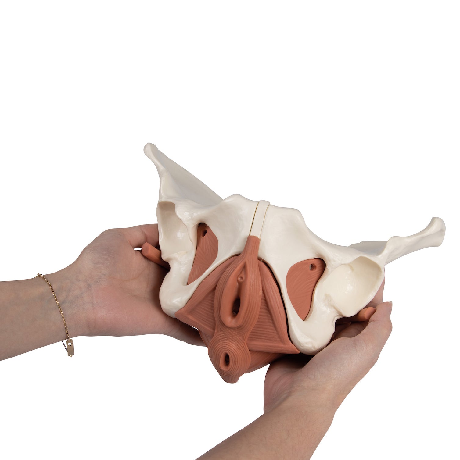 Model of the female pelvic floor in 12 parts