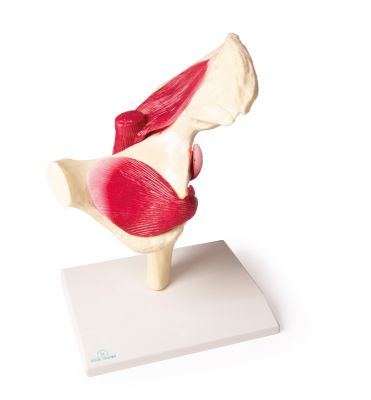 Hofte m. oversigtskort