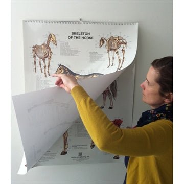 6 plakater om hestens anatomi med ren latin og engelsk tekst. - eAnatomi