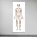 The woman's body seen from the front in large format