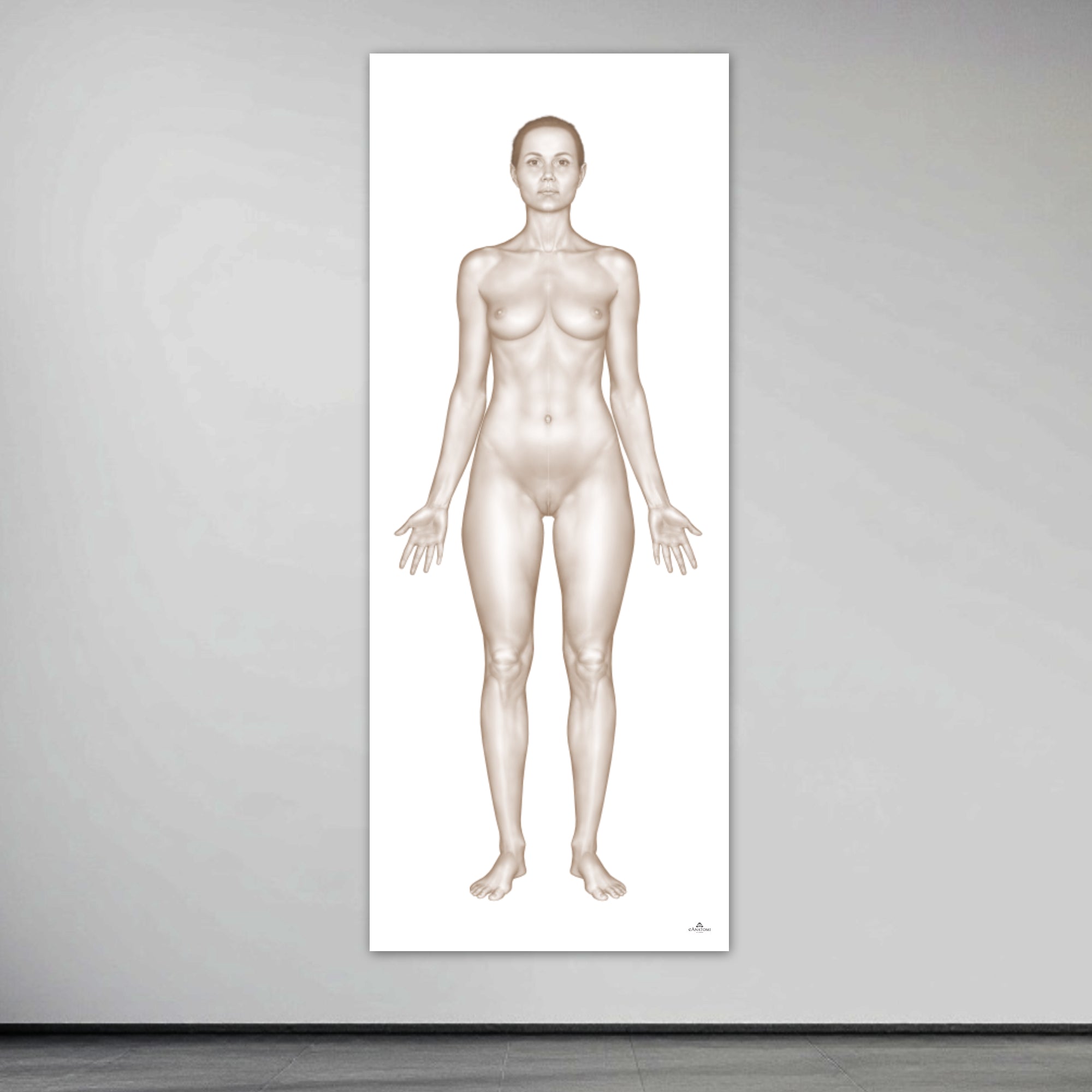 The woman's body seen from the front in large format