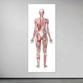 Poster of the female muscular system in large format seen from behind