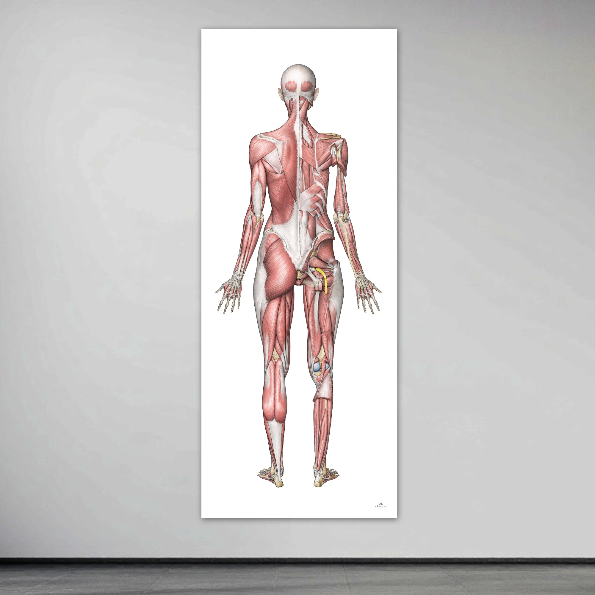 Poster of the female muscular system in large format seen from behind