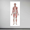 The muscular system of the woman in large format seen from the front