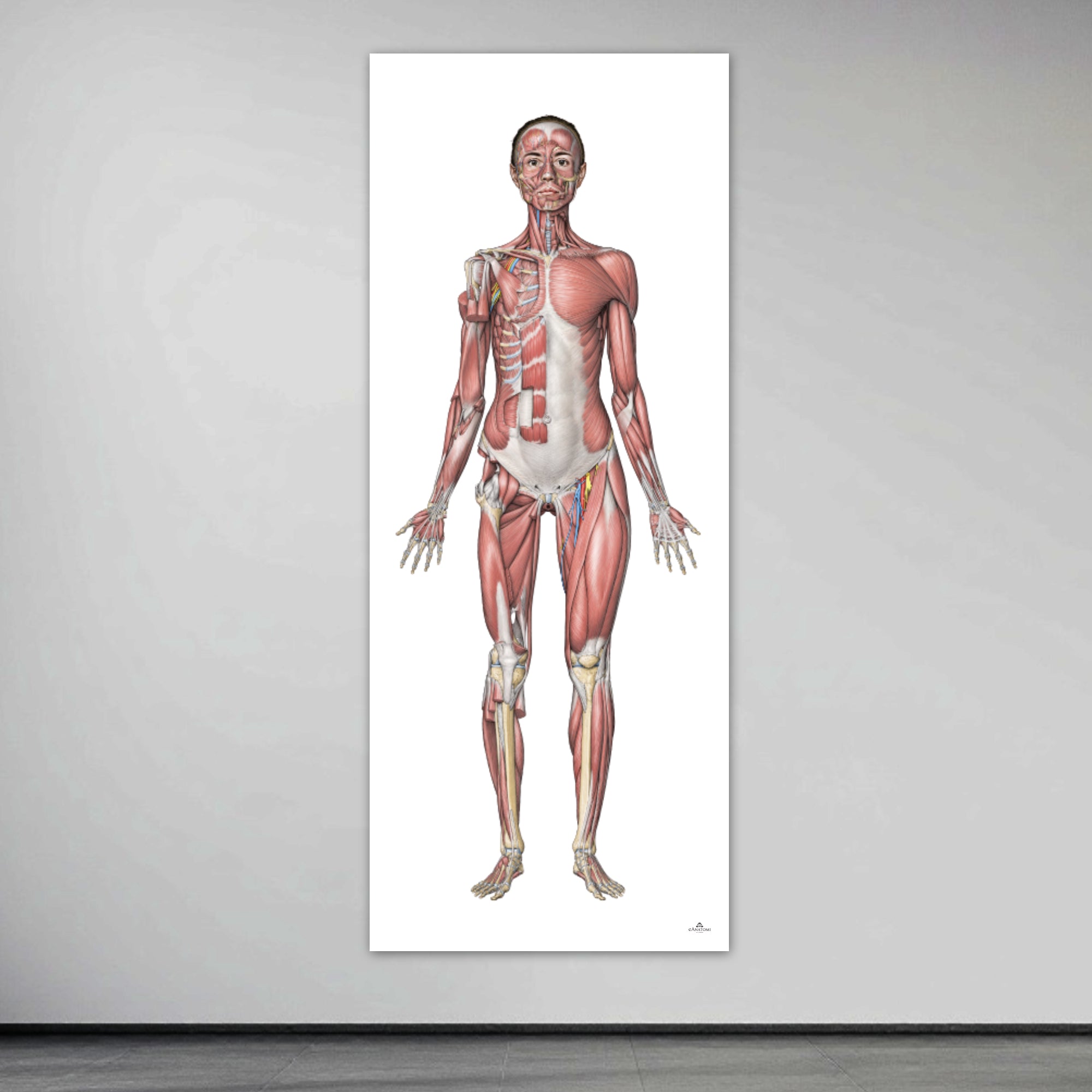 The muscular system of the woman in large format seen from the front
