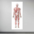 The muscular system in large format seen from behind