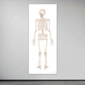 The skeletal system in large format seen from behind