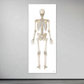 The skeletal system in large format seen from behind