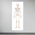 The skeletal system in large format seen from the front