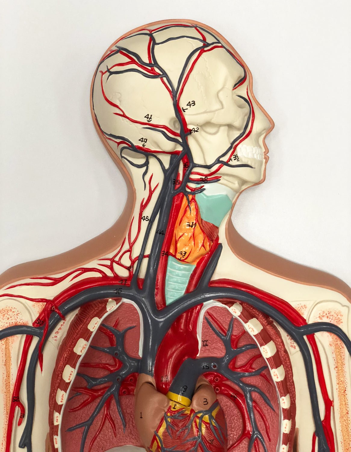Karsystemet i relief, 90 cm - eAnatomi